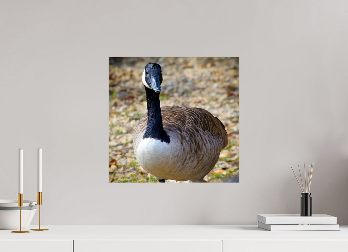 16.5 x 16″, Photo Print Under Acrylic Glass Lake Rim Goose