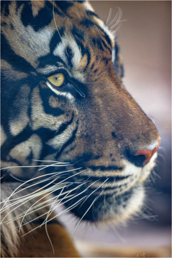 Main image No Introduction Needed