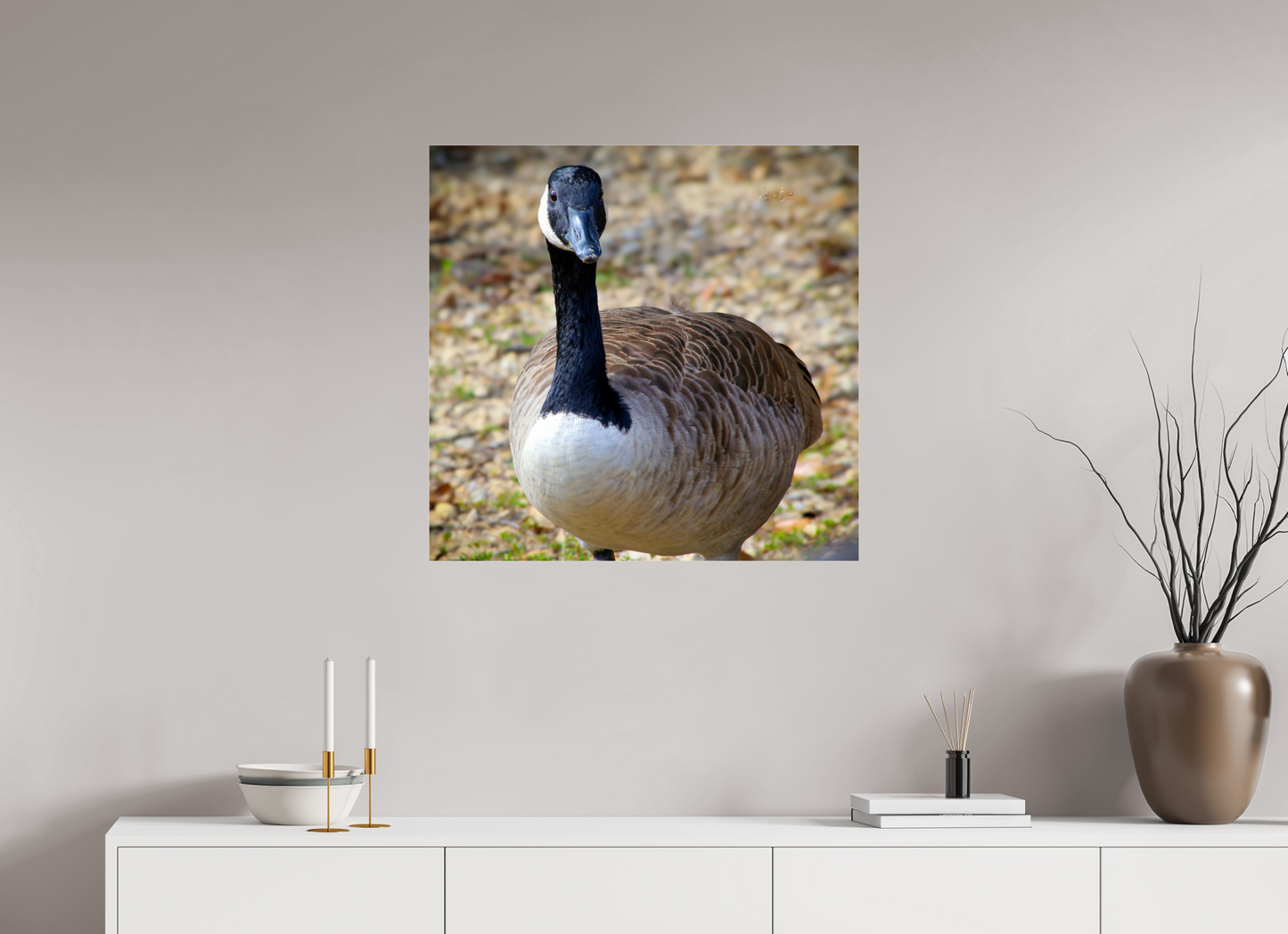 28.9 x 28″, Photo Print Under Acrylic Glass Lake Rim Goose
