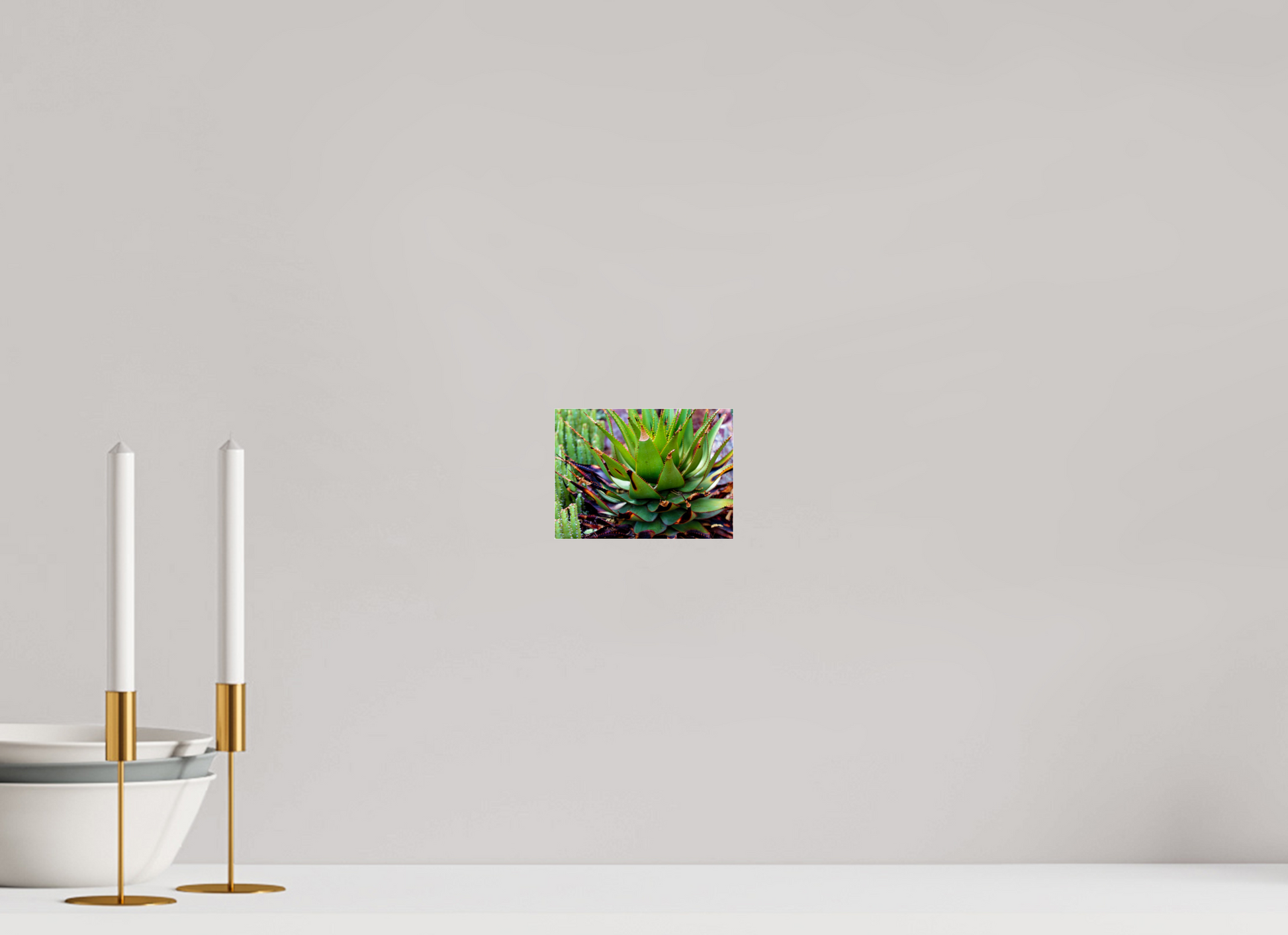 5.5 x 4″, Photo Print Under Acrylic Glass Cacti VI.2