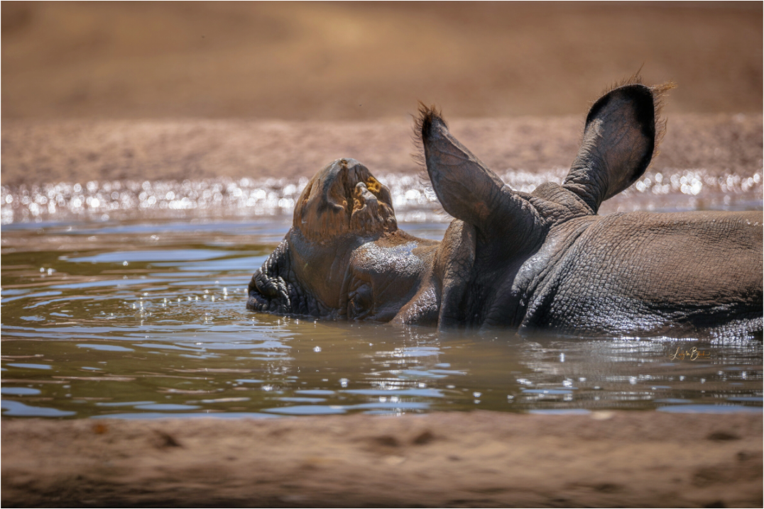 Main image Rhino Relaxing