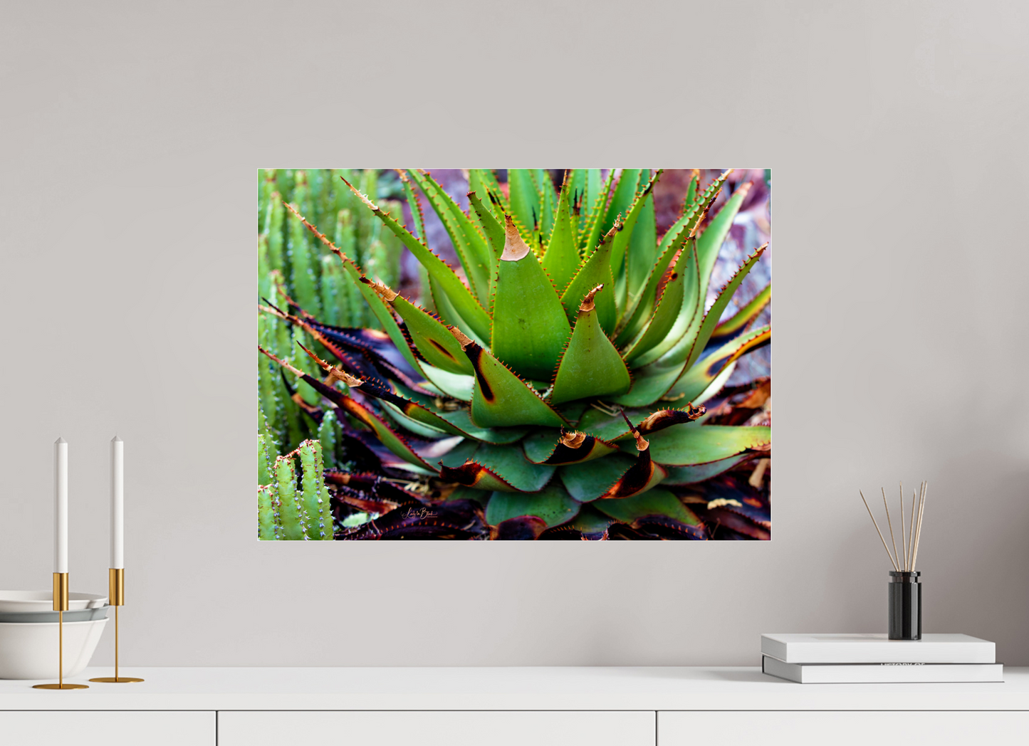 22 x 16″, Photo Print Under Acrylic Glass Cacti VI.2