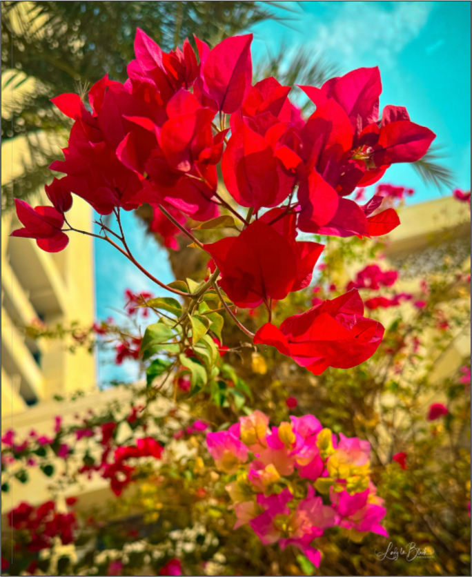 Main image Gardens II