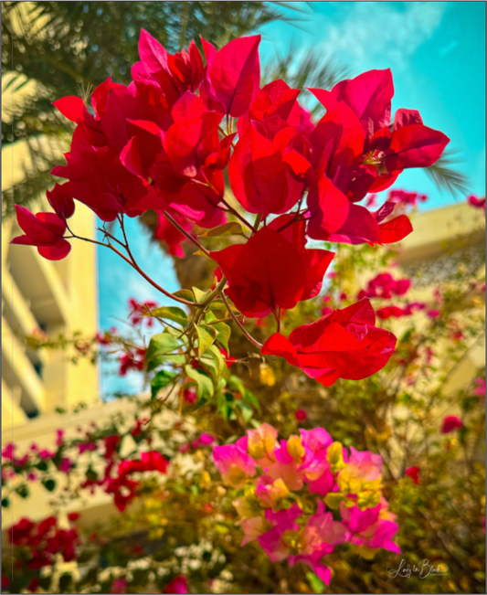 Main image Gardens II