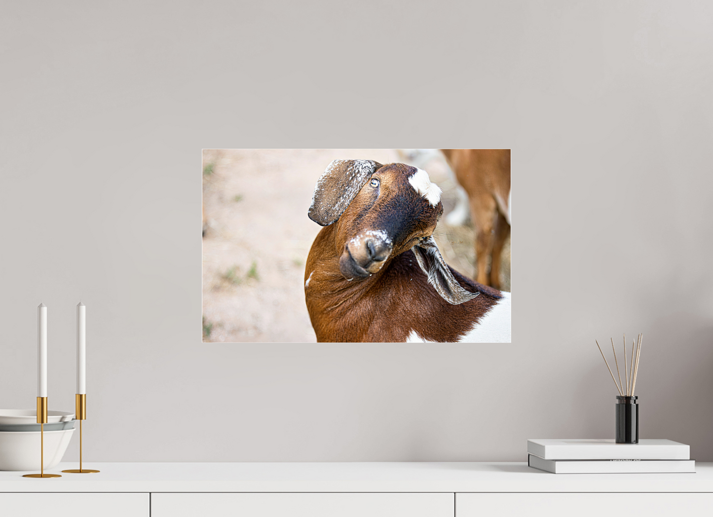 19.1 x 12″, Photo Print Under Acrylic Glass Goat Cheeeese