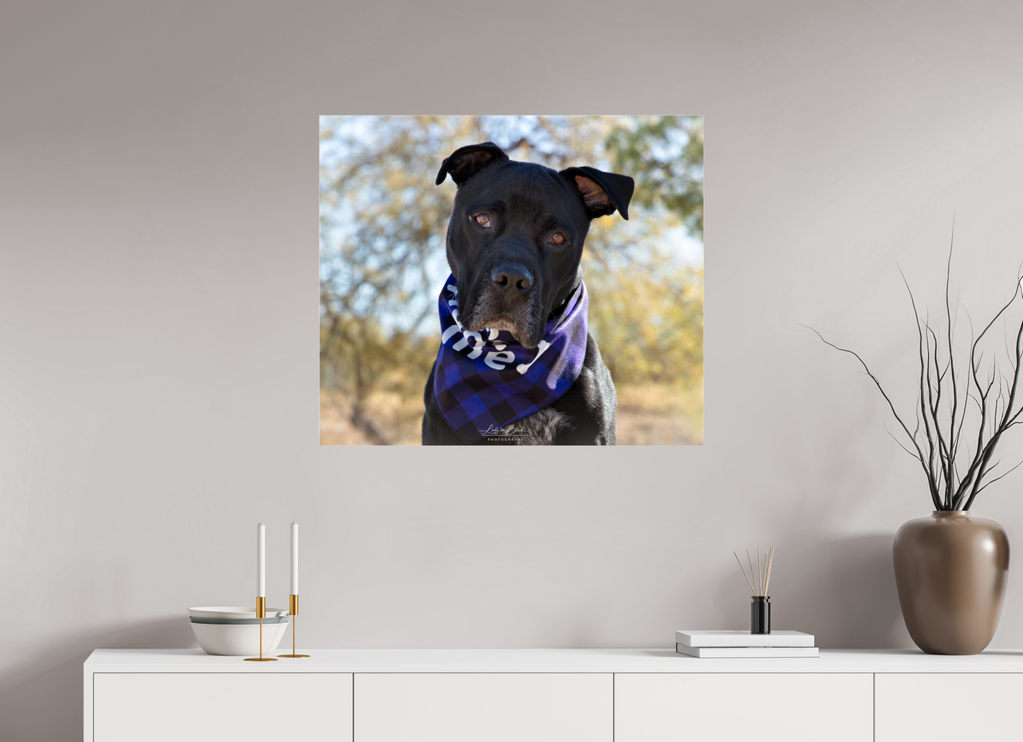 32.6 x 28″, Photo Print Under Acrylic Glass Please Visit Animal Shelters