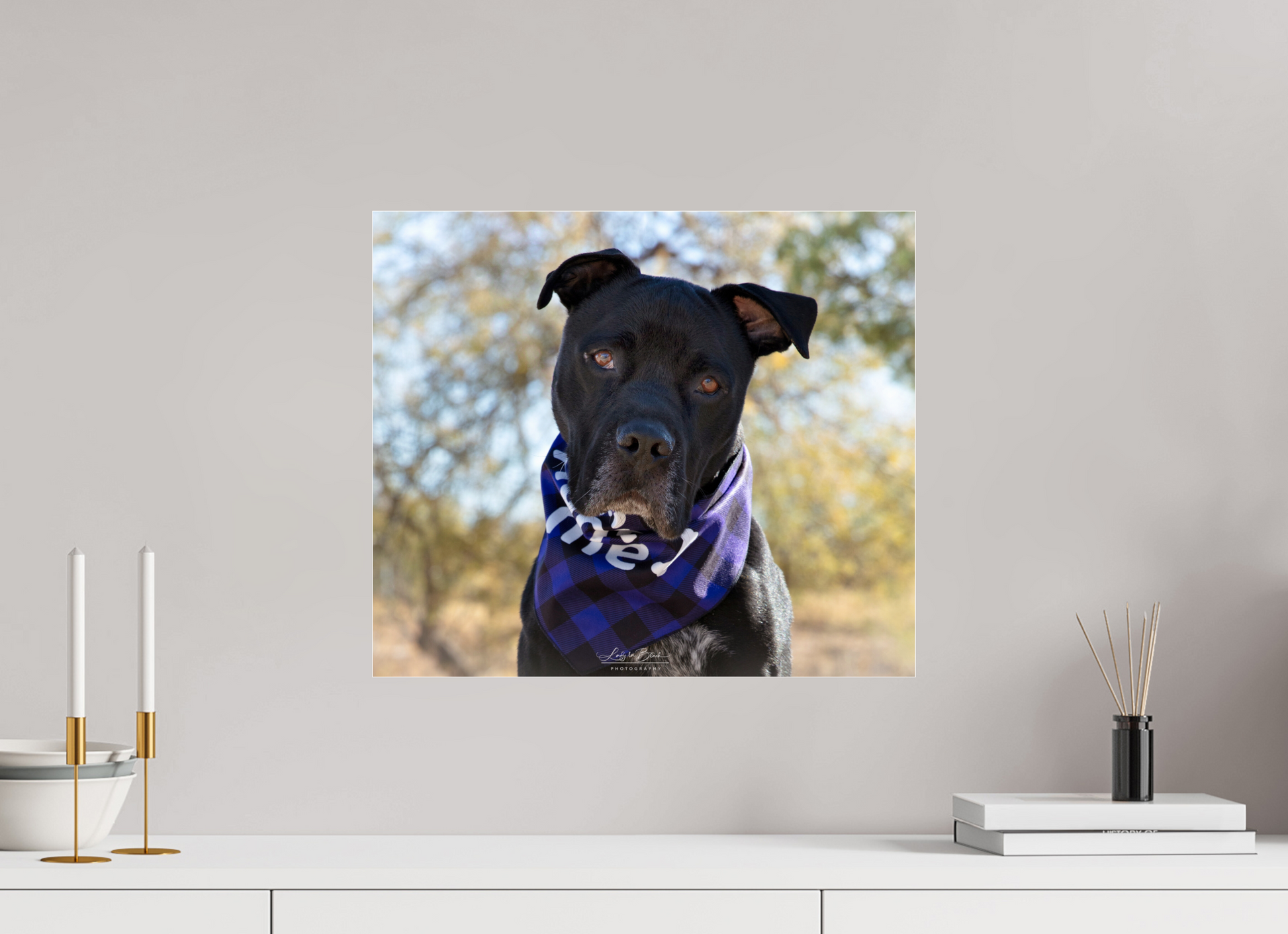 18.6 x 16″, Photo Print Under Acrylic Glass Please Visit Animal Shelters