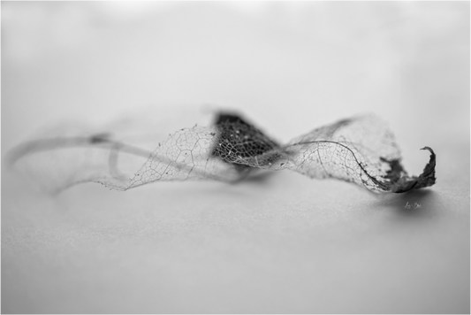 Main image Leaf Left B/W