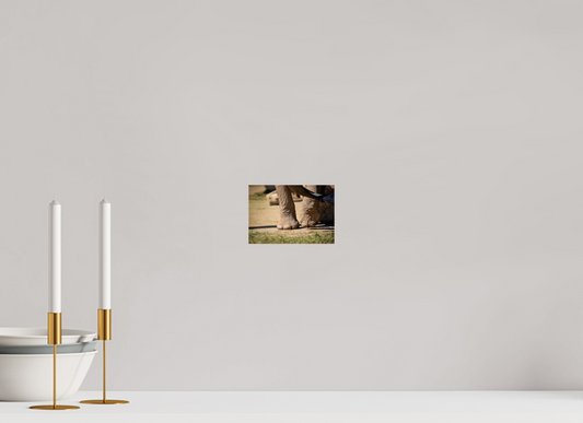 5.9 x 4″, Photo Print Under Acrylic Glass Ellie Struts