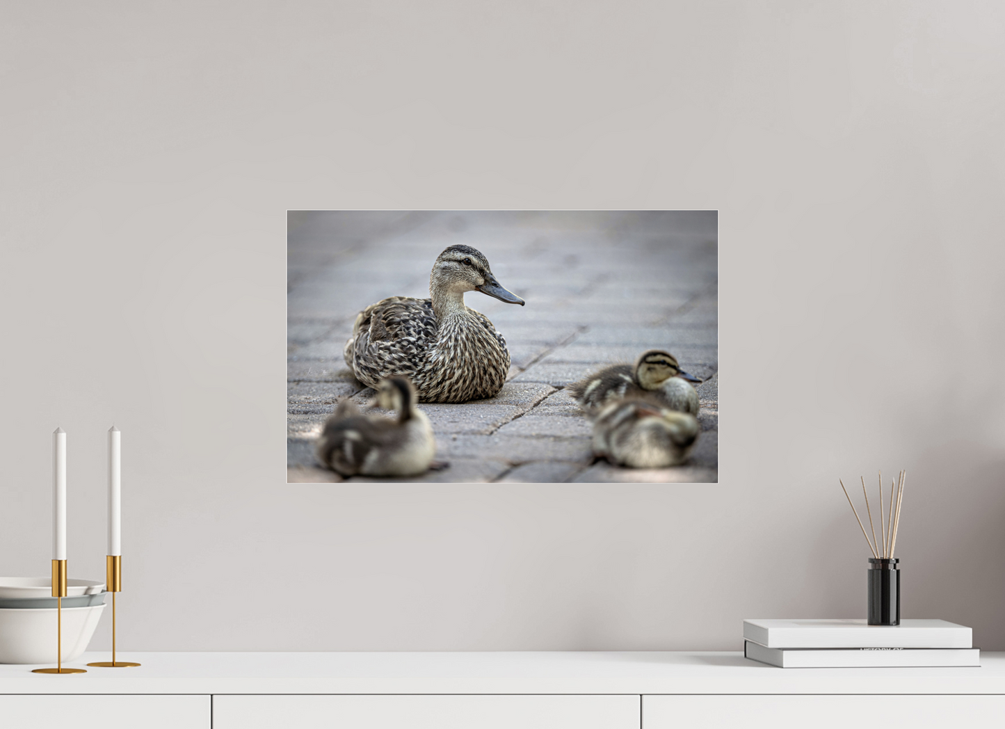 19 x 12″, Photo Print Under Acrylic Glass Mother and Ducklings