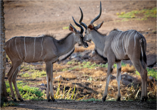 Main image Love You, Too