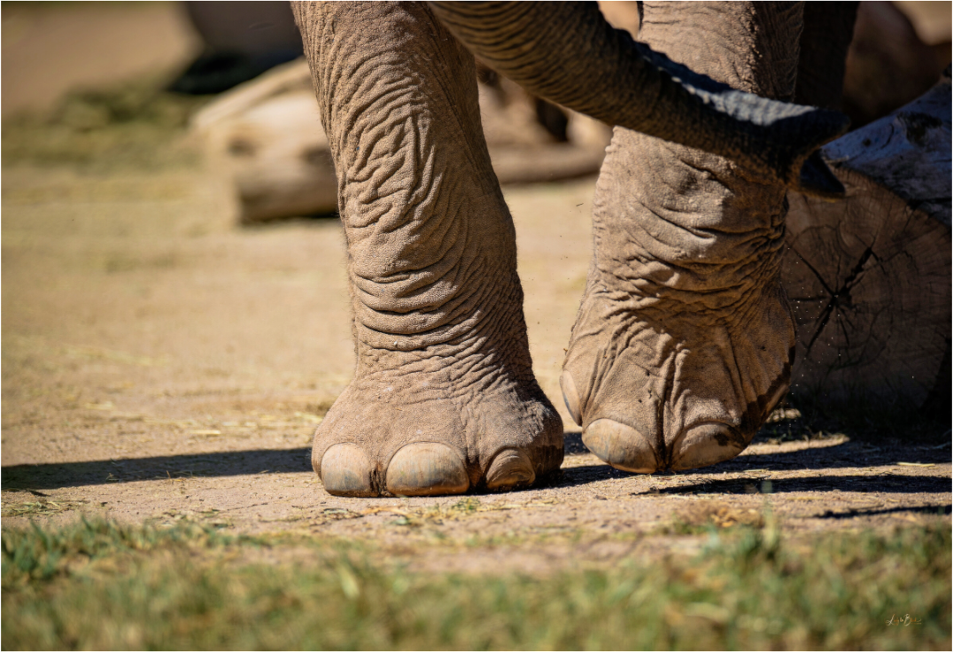 Main image Ellie Struts