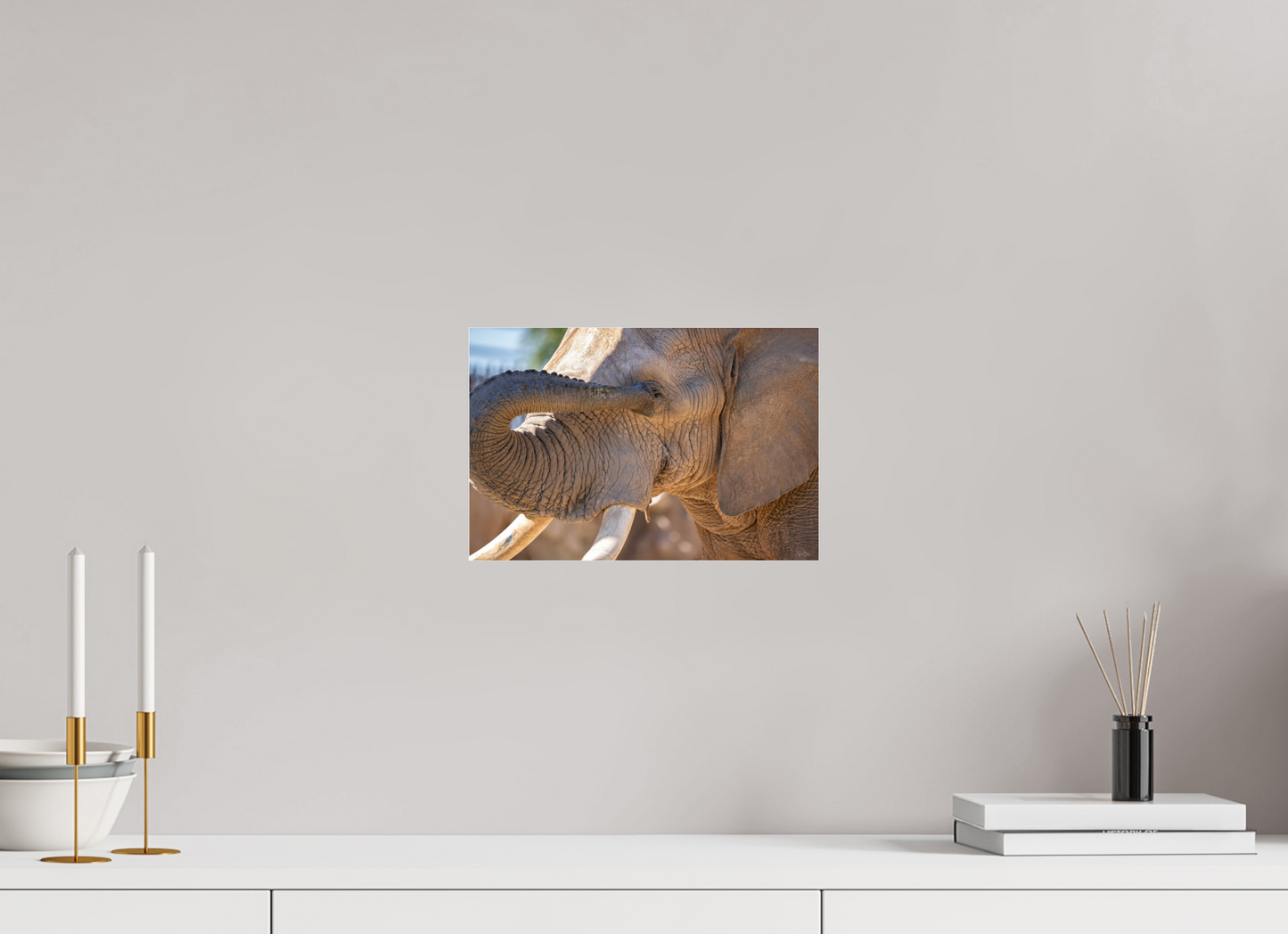 12 x 8″, Photo Print Under Acrylic Glass Bashful Ellie The Elephant