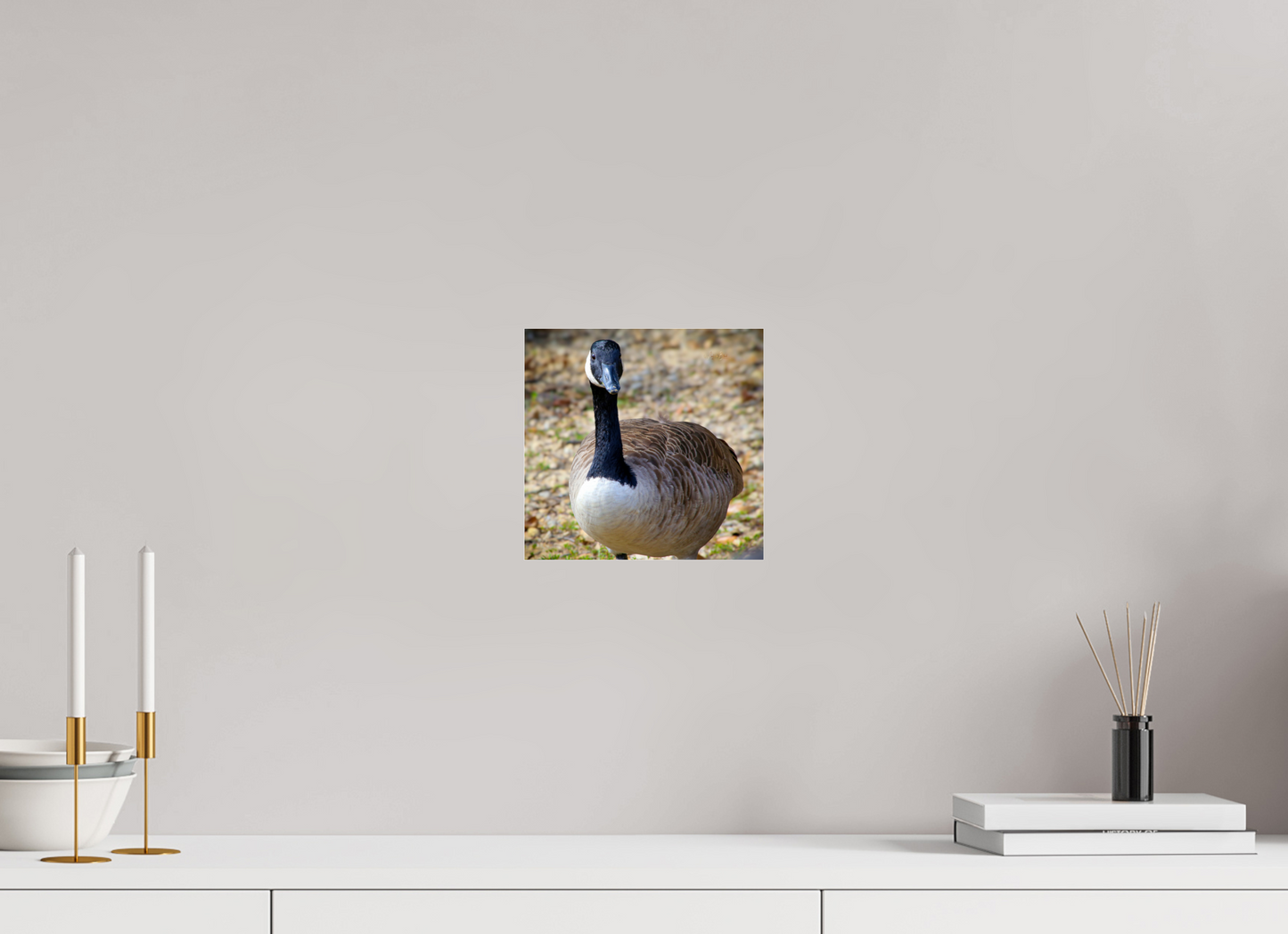 8.3 x 8″, Photo Print Under Acrylic Glass Lake Rim Goose