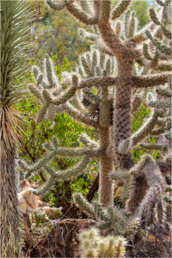 Main image Cactus Wild Party