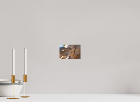 6 x 4″, Photo Print Under Acrylic Glass Bashful Ellie The Elephant