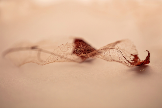 Main image Leaf Left