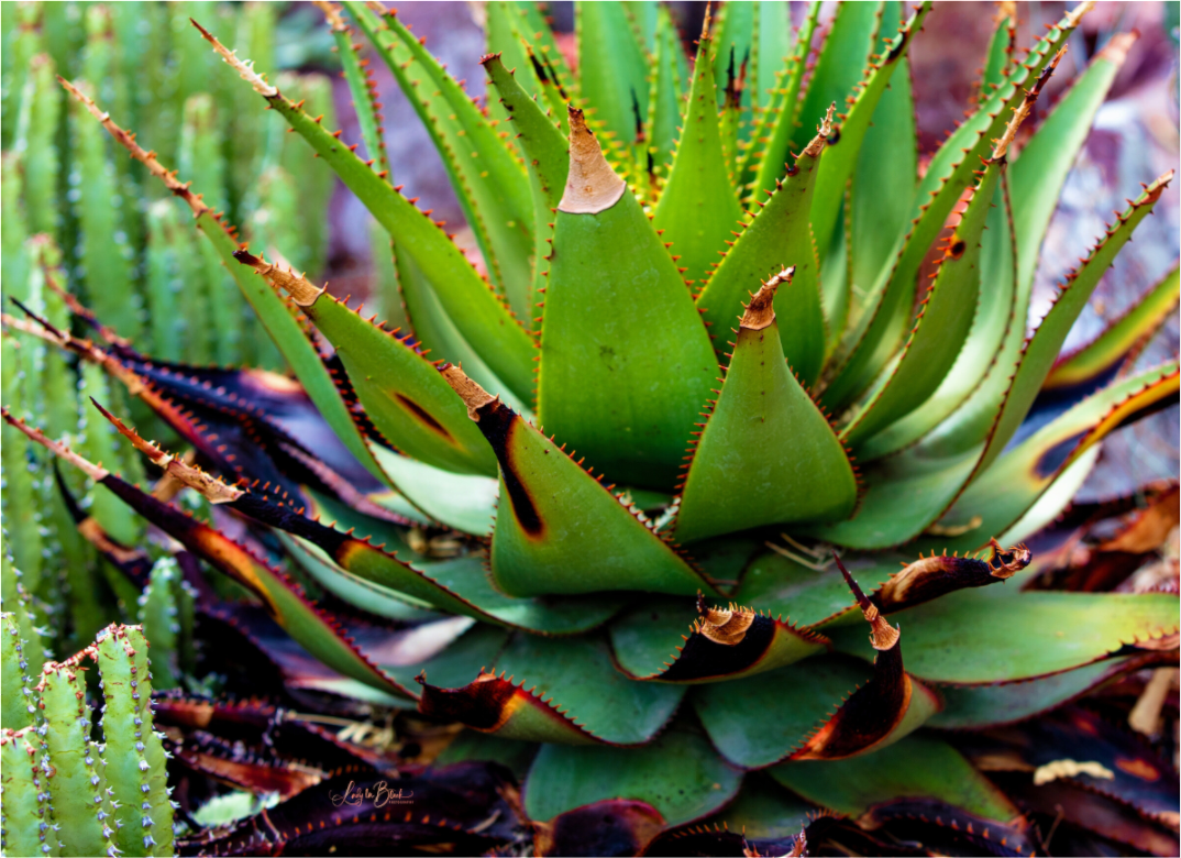 Main image Cacti VI.2