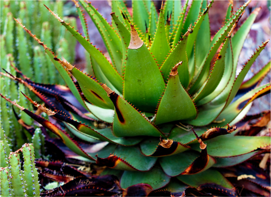 Main image Cacti VI.2