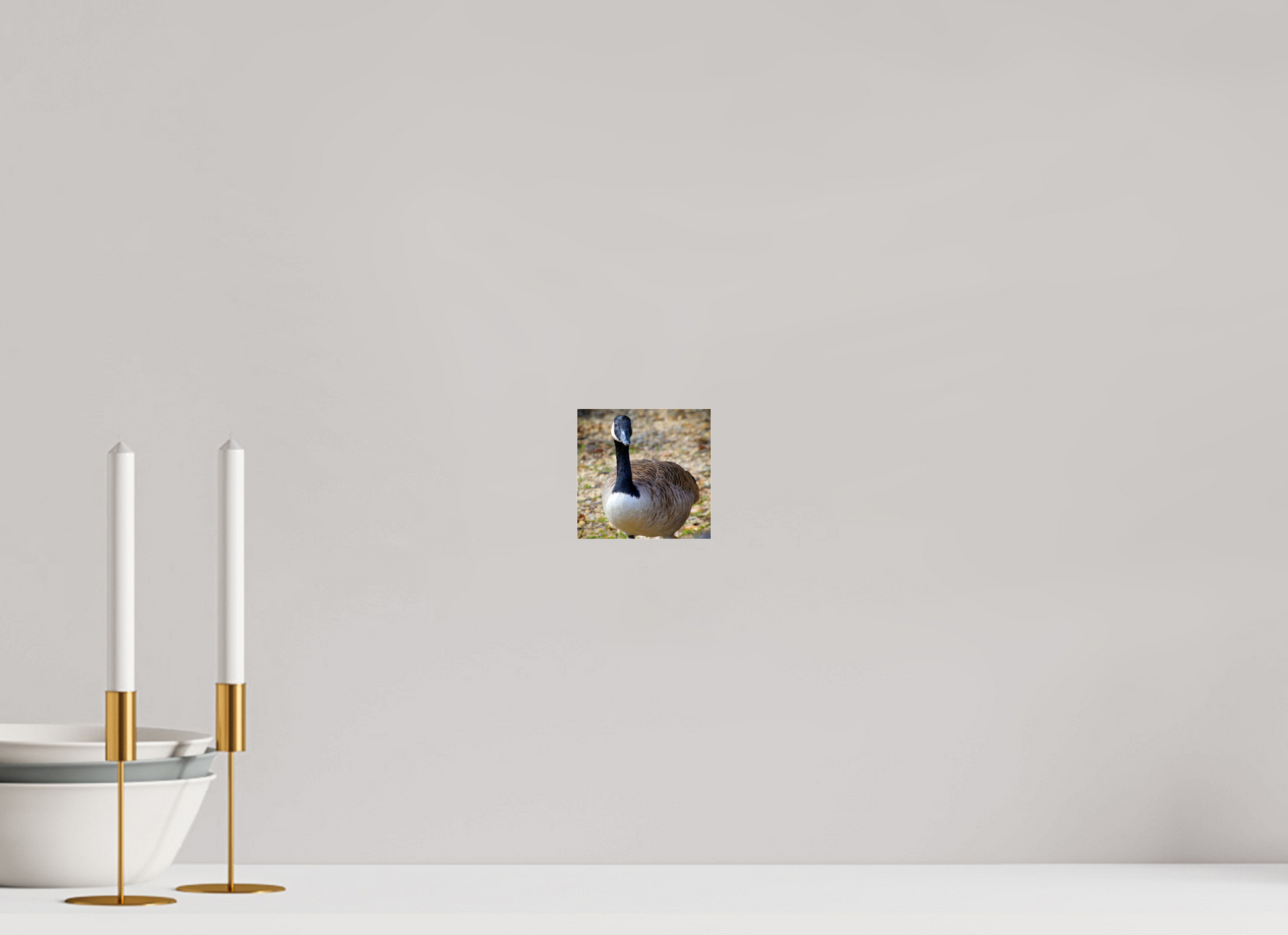 4.1 x 4″, Photo Print Under Acrylic Glass Lake Rim Goose