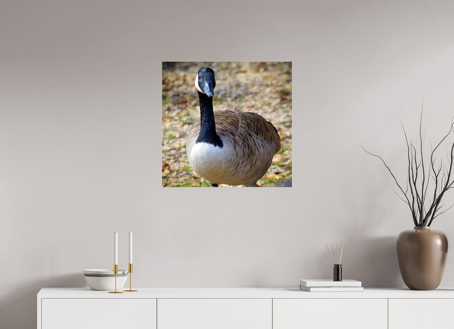 24.8 x 24″, Photo Print Under Acrylic Glass Lake Rim Goose