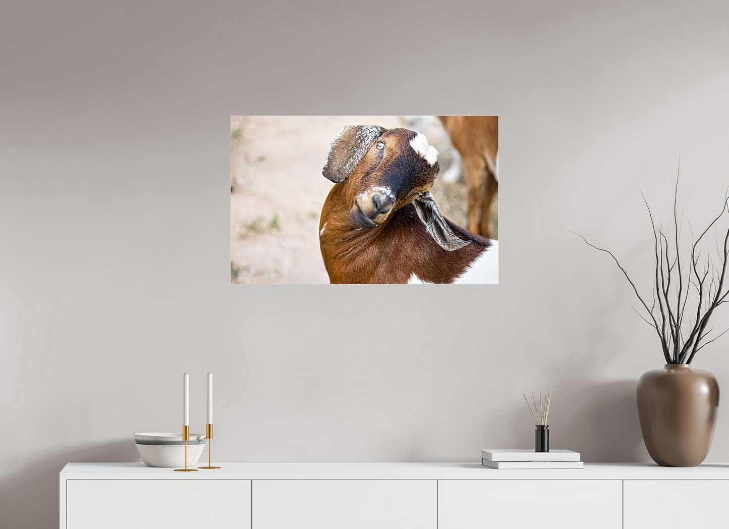 31.9 x 20″, Photo Print Under Acrylic Glass Goat Cheeeese