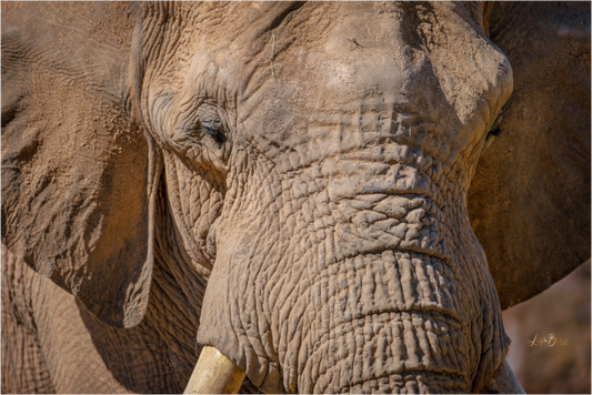 Main image Ellie All Ears