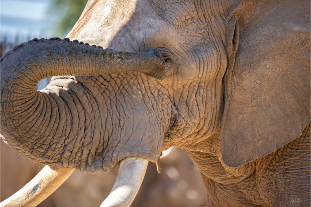 Main image Bashful Ellie The Elephant