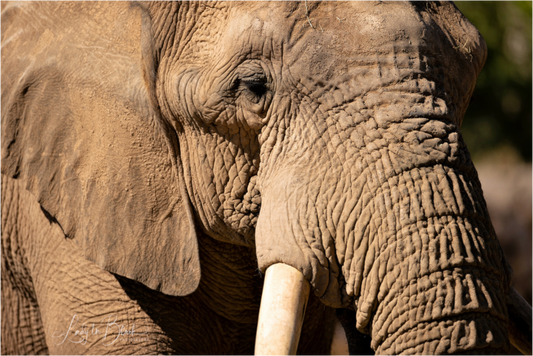 Main image Ellie The Elephant