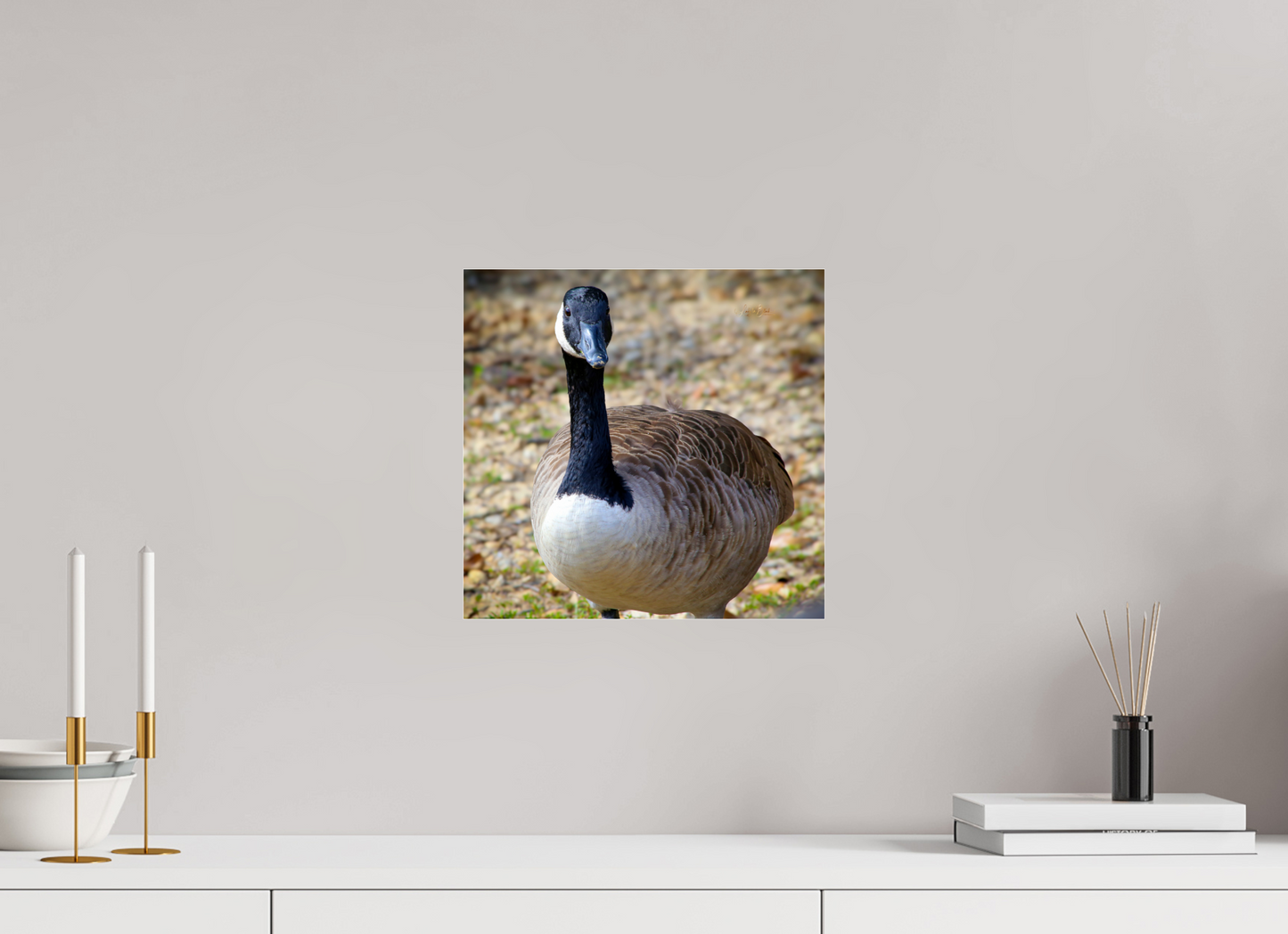 12.4 x 12″, Photo Print Under Acrylic Glass Lake Rim Goose