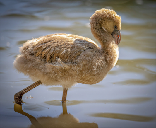 Main image Baby Flamingo