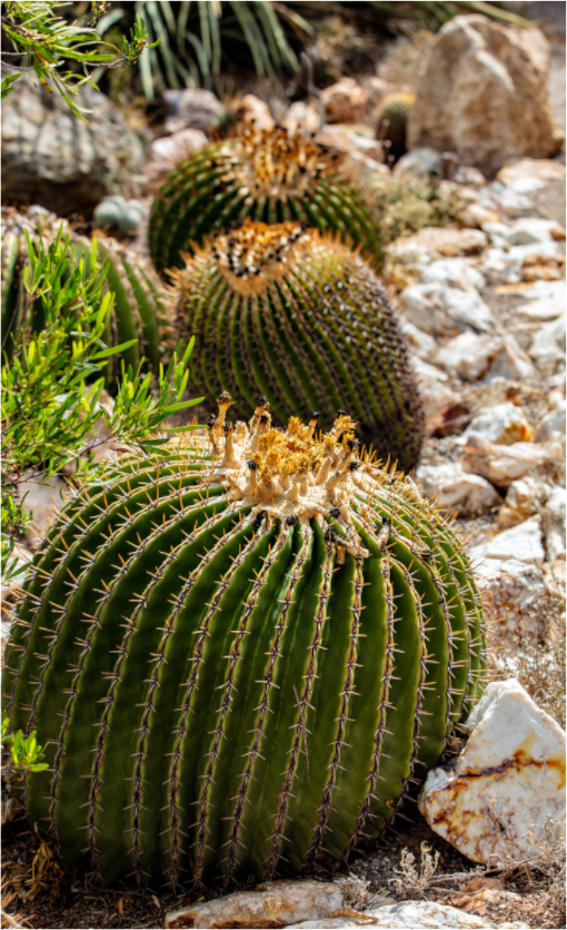 Main image Cacti