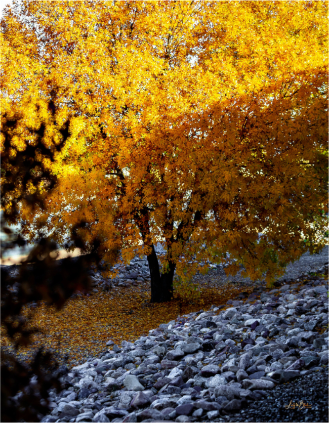 Main image December in Arizona