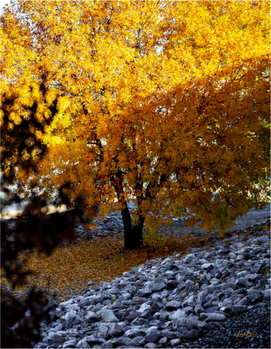 Main image December in Arizona