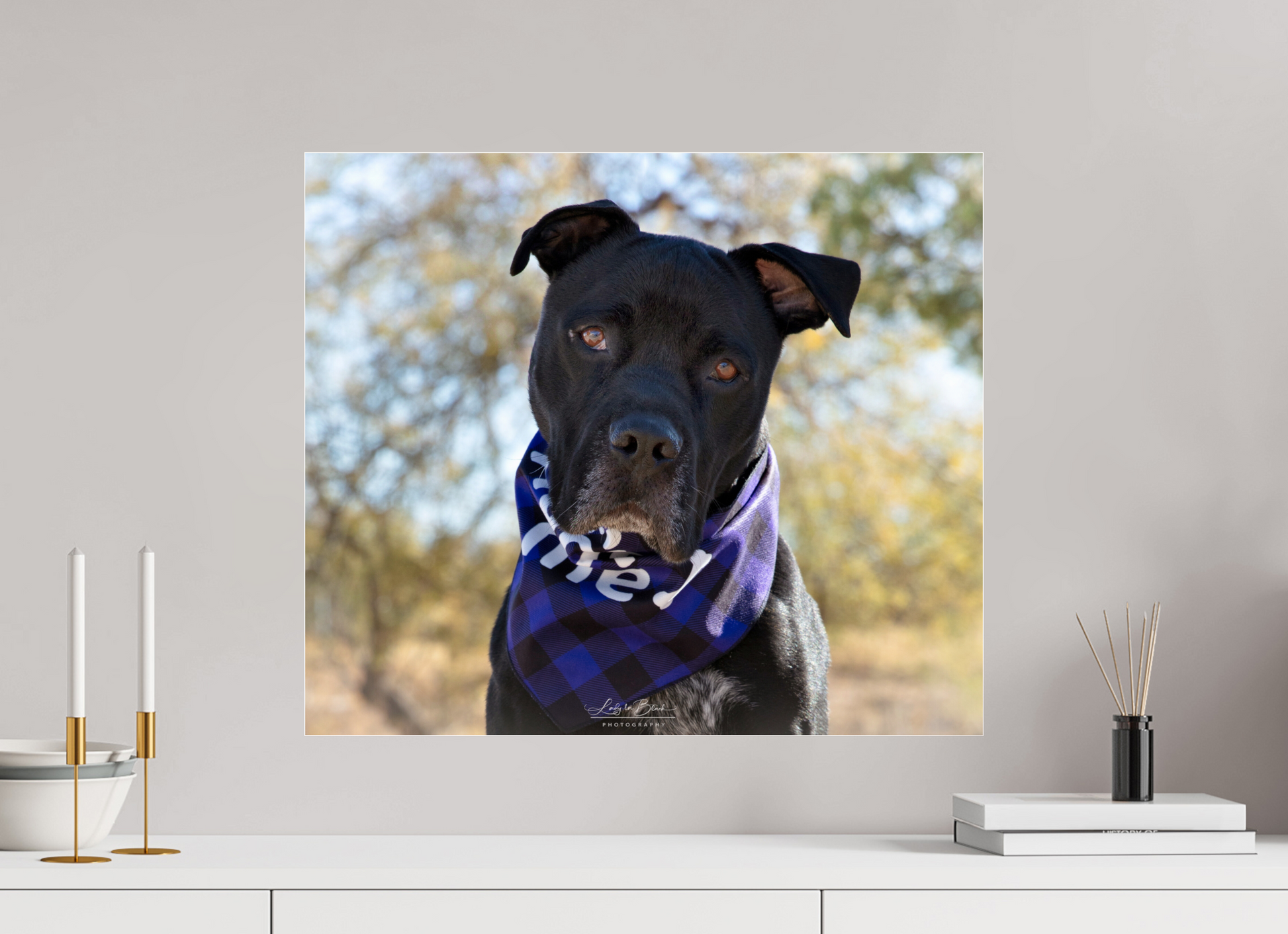 23.3 x 20″, Photo Print Under Acrylic Glass Please Visit Animal Shelters