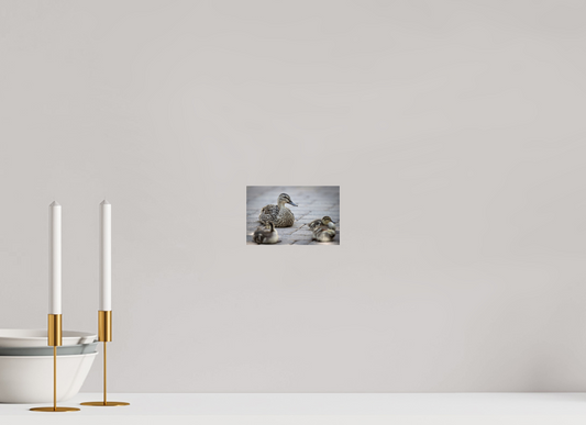 6.3 x 4″, Photo Print Under Acrylic Glass Mother and Ducklings