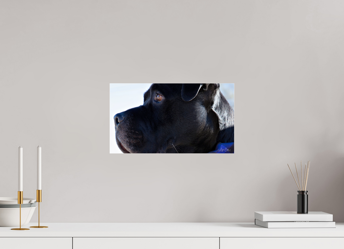 16 x 9″, Photo Print Under Acrylic Glass Leo