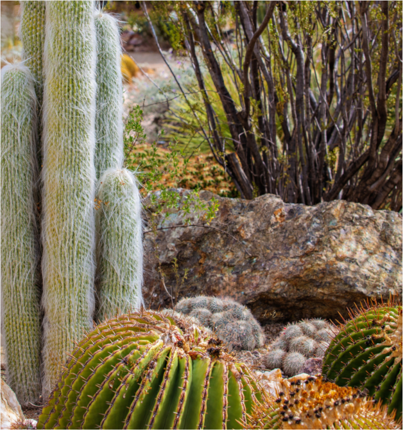 Main image Cacti III Closeup