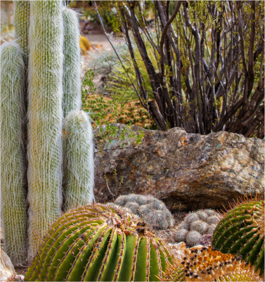 Main image Cacti III Closeup