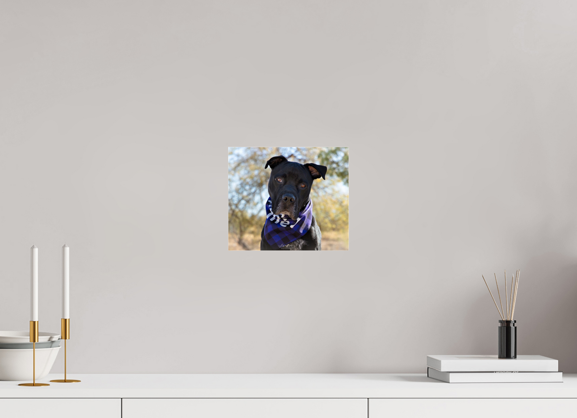 9.3 x 8″, Photo Print Under Acrylic Glass Please Visit Animal Shelters