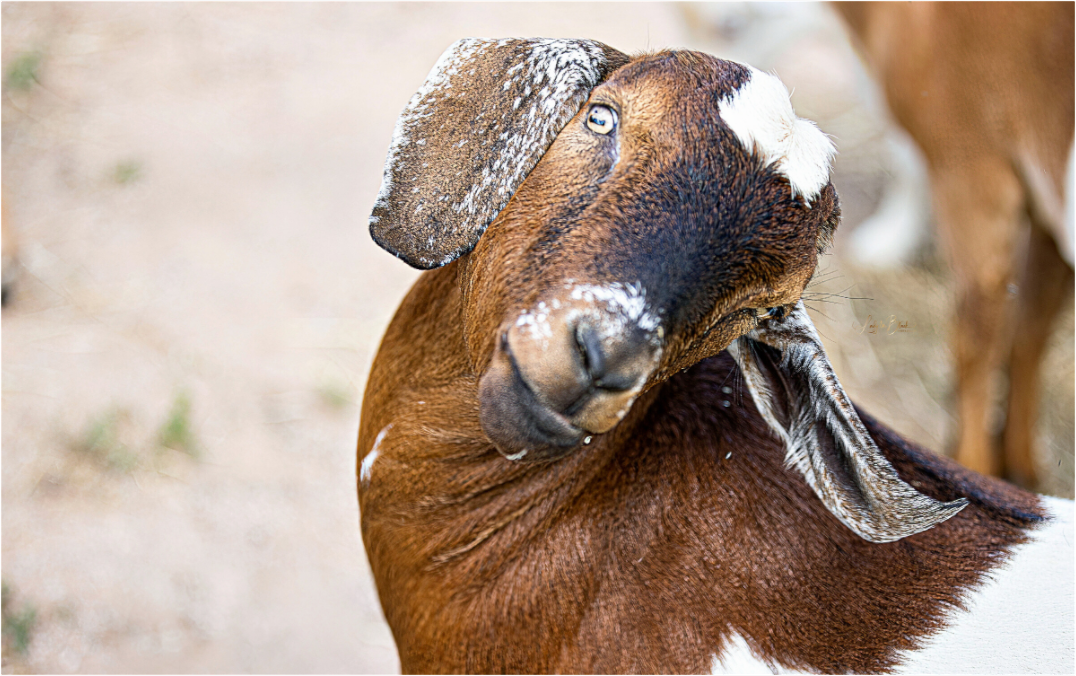 Main image Goat Cheeeese