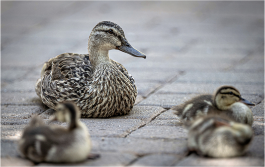 Main image Mother and Ducklings