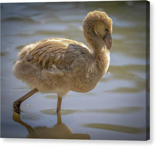 Baby Flamingo - Canvas Print