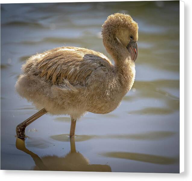 Baby Flamingo - Canvas Print