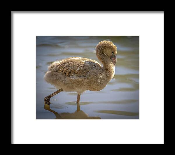 Baby Flamingo - Framed Print