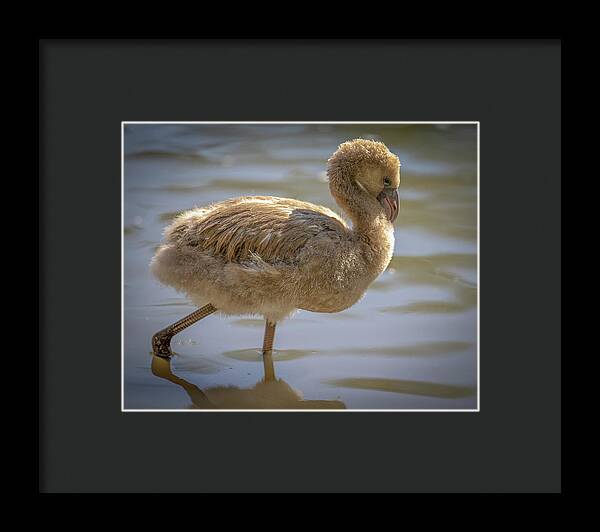 Baby Flamingo - Framed Print