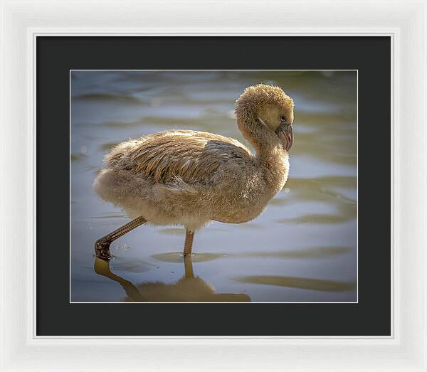 Baby Flamingo - Framed Print