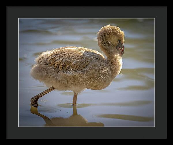 Baby Flamingo - Framed Print