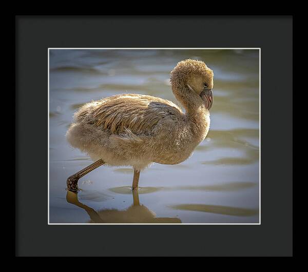 Baby Flamingo - Framed Print