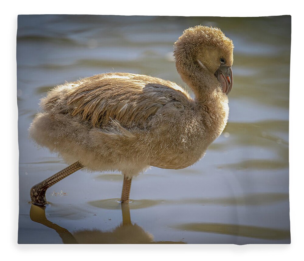 Baby Flamingo - Blanket